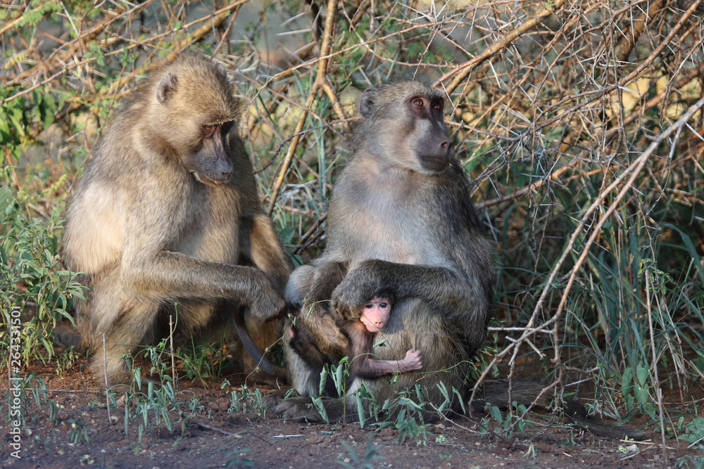 Fototapeta premium Bärenpavian / Chacma Baboon / Papio ursinus..