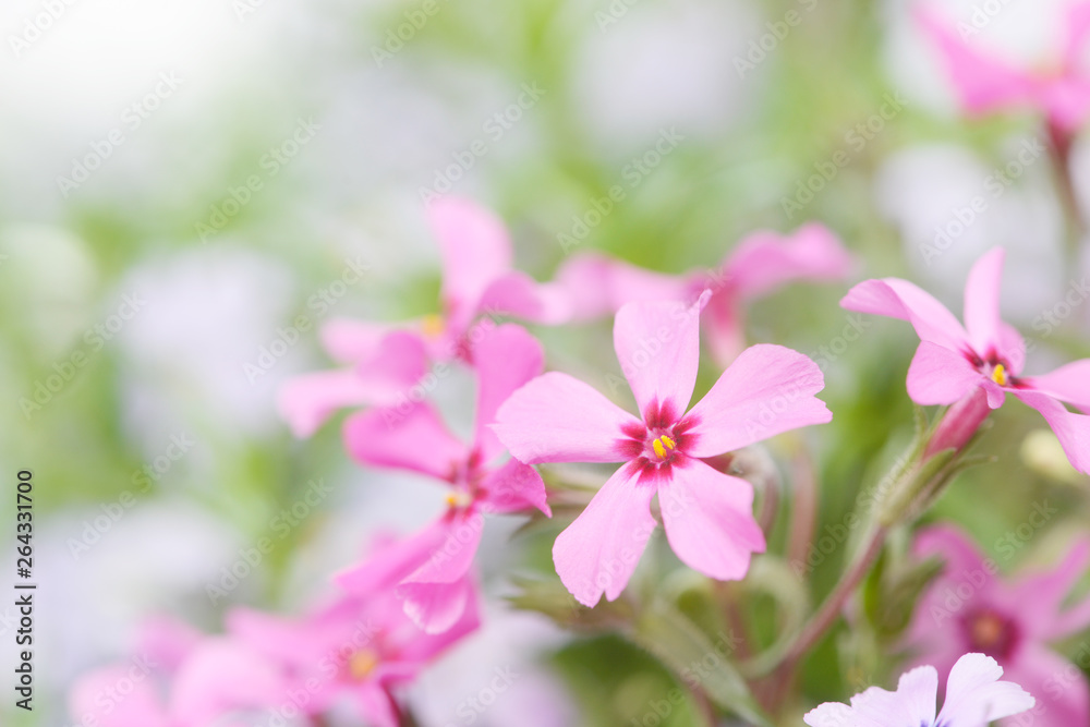Colorful Phlox in the nature