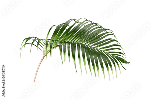 tropical green palm leaf tree isolated on white background