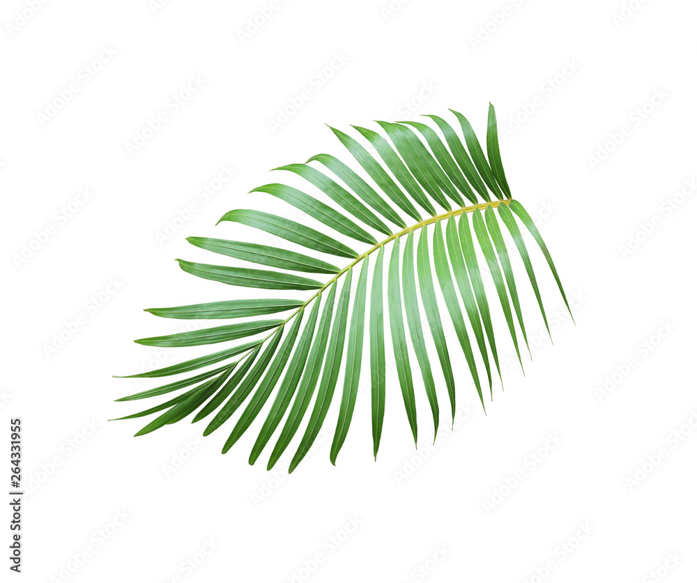 tropical green palm leaf tree isolated on white background