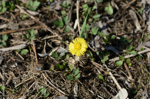 Coltsfoot flowers (Tussilago Farfara) in springtime lit by sun