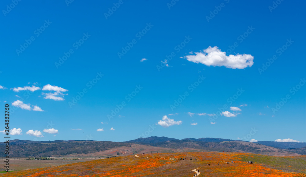 Fototapeta premium Antelope Valley California Poppy Reserve State Natural Reserve. California poppies flowers magnificent orange color meadows during seasonal super bloom.