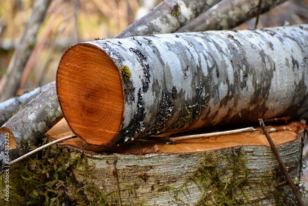 Cross section of log showing the wood grain and bark, in a natural setting in the forest, on top of a stump surrounded by branches. Shows forestry and firewood. Cross section of log showing the wood grain and bark, in a natural setting in the forest, on top of a stump surrounded by branches. Shows forestry and firewood.