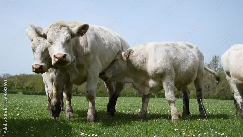 Charolais cows in the field in Burgundy (France) Charolais cows in the field in Burgundy (France)