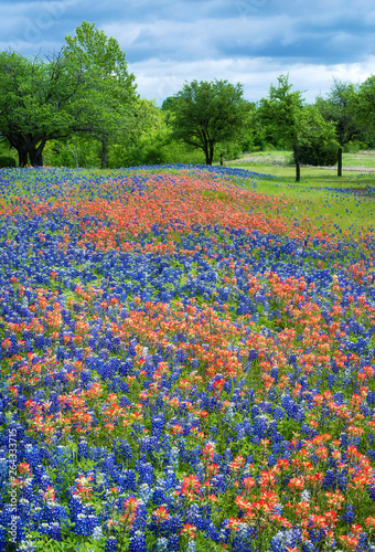 Wildflower field in Texas spring photo