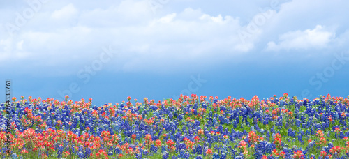Foto Texas bluebonnets and Indian Paintbrush wildflowers