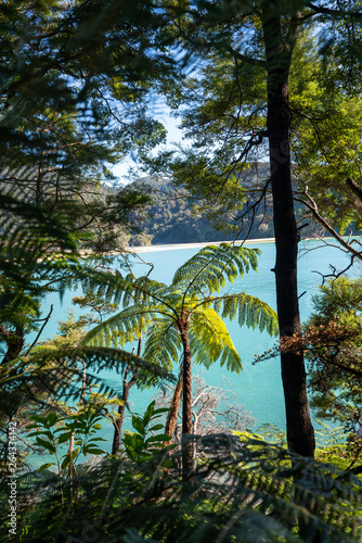 Pristine water of the Abel Tasman National Park  Bark Bay  New Zealand
