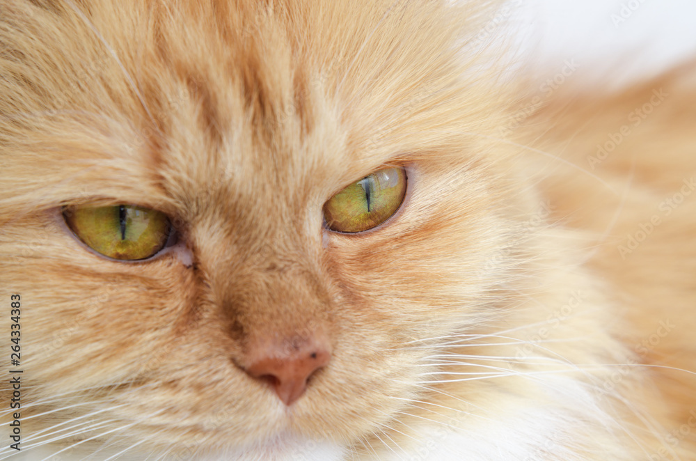 muzzle red fluffy cat. close-up. muzzle red fluffy cat. close-up.