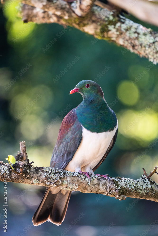 Fototapeta premium A New Zealand wood pigeon, known as a Kereru in Maori