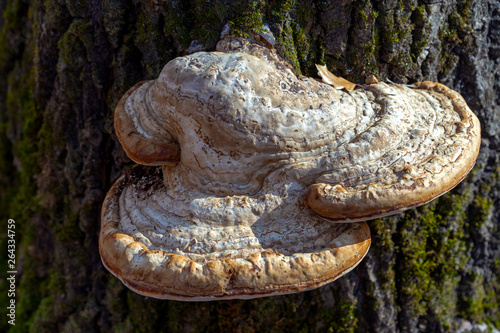 Mushrooms saprophytes and parasites grow in habitat in the forest. photo