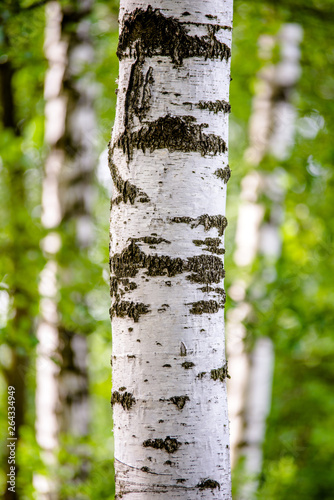 Birch trunk in the forest shot close-up