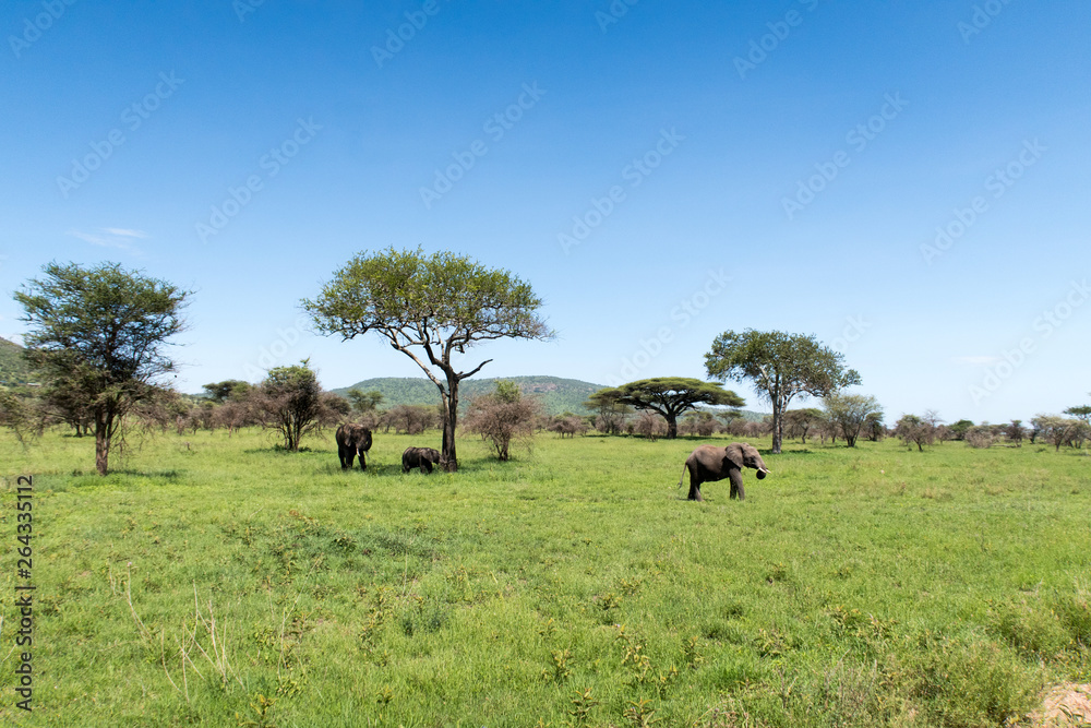 Herd of african bush elephants (Loxodonta Africana) in the Tarangire National Park in Tanzania. Herd of african bush elephants (Loxodonta Africana) in the Tarangire National Park in Tanzania.