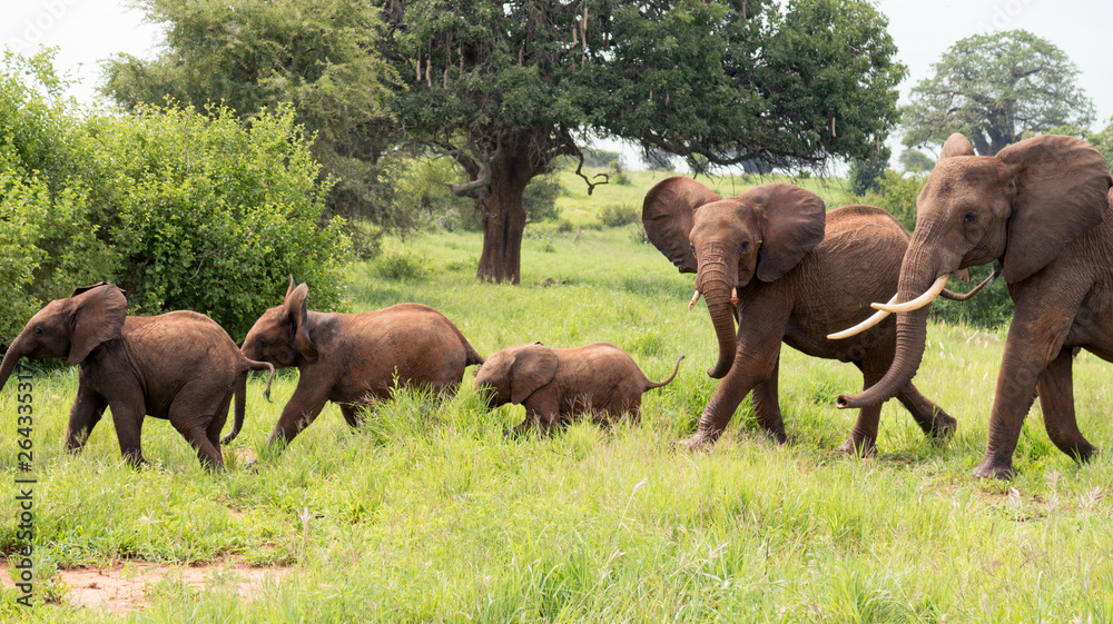 Herd of african bush elephants  (Loxodonta Africana) in the Tarangire National Park in Tanzania.