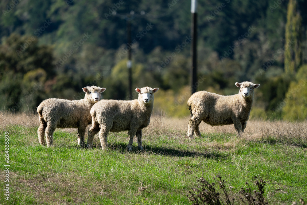 Fototapeta premium Sheep grazing in a field in New Zealand