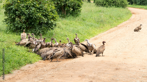  Group of Rüppell's griffon vultures (Gyps rueppelli) feeding on a gazelle / antelope alongside a dirt road.