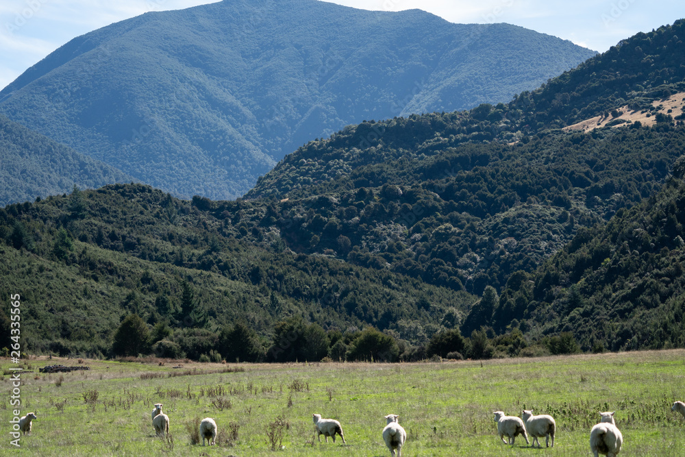 Sheep grazing in a field in New Zealand