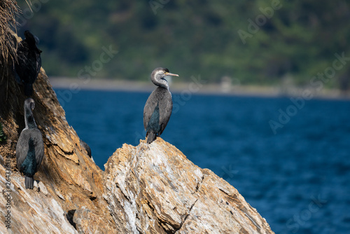 New Zealand Spotted Shag bird on a rock © Acres