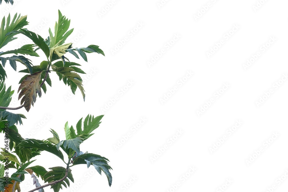 Breadfruit plant leaves with branches on white isolated background for green foliage backdrop Breadfruit plant leaves with branches on white isolated background for green foliage backdrop