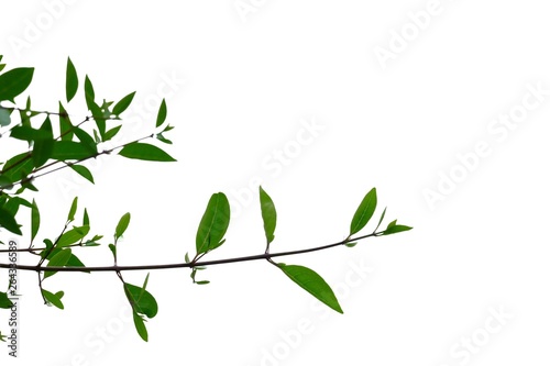 Tropical plant leaves with branches on white isolated background for green foliage backdrop  © Oradige59