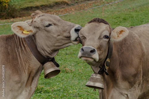happy cows in switzerland