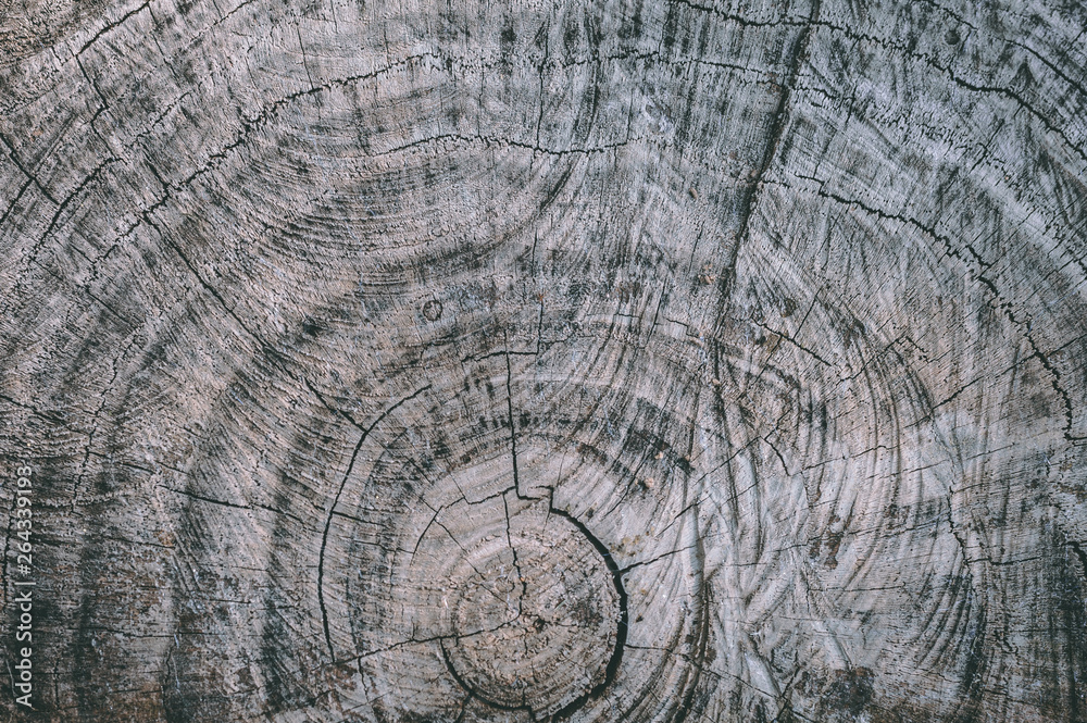 Fototapeta premium Abstract texture of tree stump, crack wood ancient