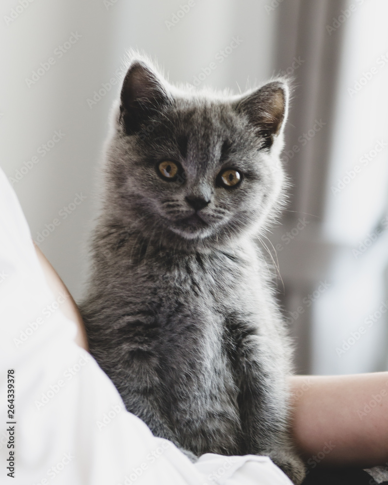 gray kitten sitting with a man on the bed and carefully looks into the frame