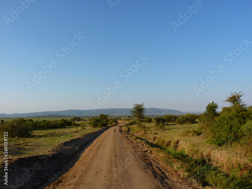 Maasai Mara  Kenia  safari