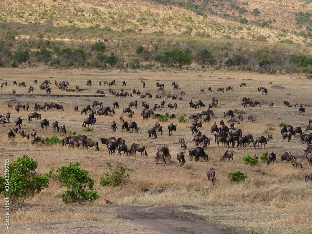 Maasai Mara, Kenia, safari Maasai Mara, Kenia, safari