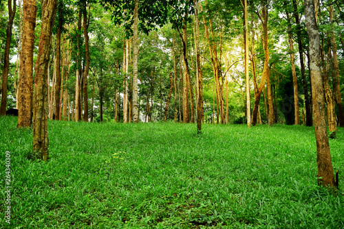 Beautiful green nature with trees and grass