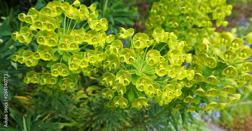 Close up beautiful Bells of Ireland flowers, Shell flower. photo