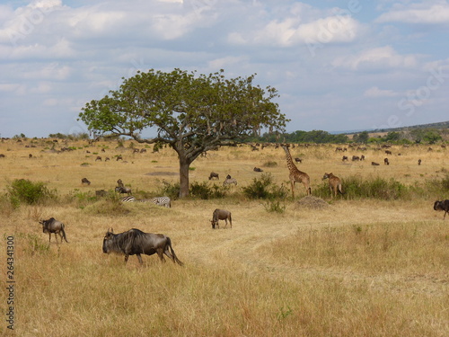 Maasai Mara  Kenia  safari