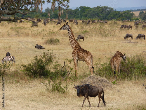 Fototapeta Naklejka Na Ścianę i Meble -  Maasai Mara, Kenia, safari