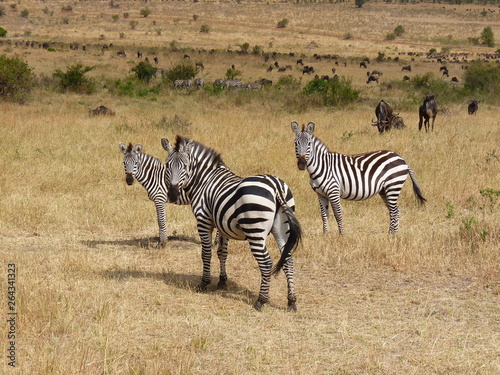 Maasai Mara  Kenia  safari