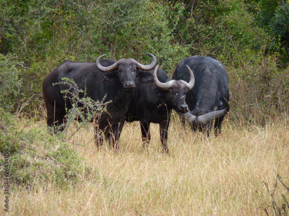 Maasai Mara, Kenia, safari Maasai Mara, Kenia, safari