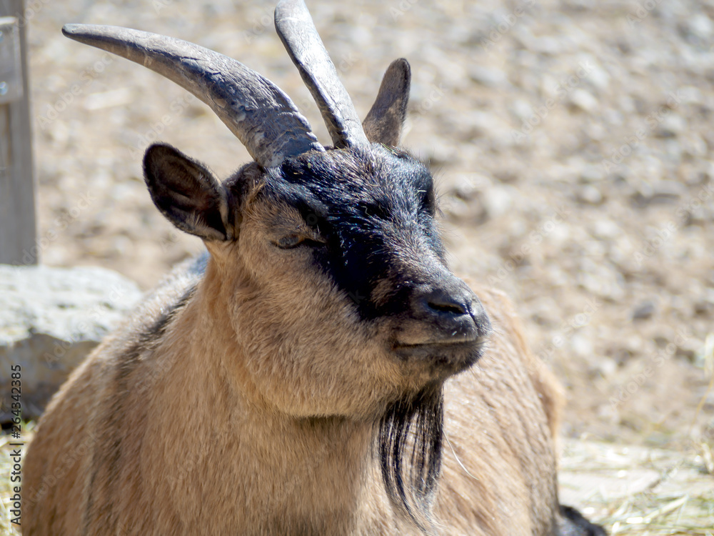 portrait of male Billy Goat portrait of male Billy Goat
