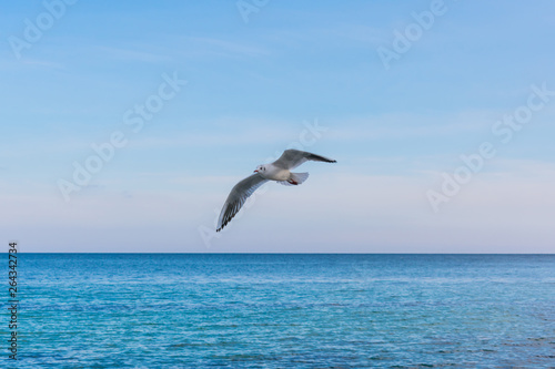 Seagull flying against the background of the sea and blue sky