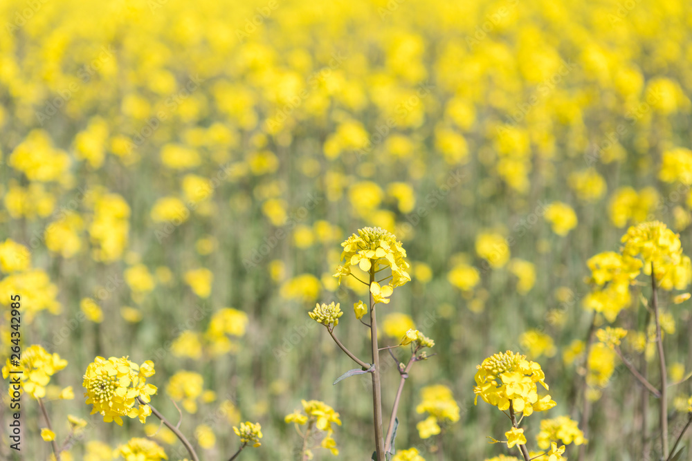 Canola field and water fountains