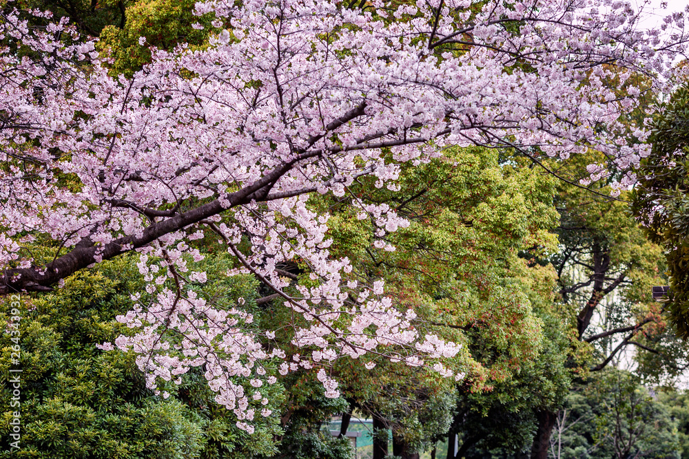 Beautiful dense vegetation in the forest with flowering branches of trees. Beautiful dense vegetation in the forest with flowering branches of trees.