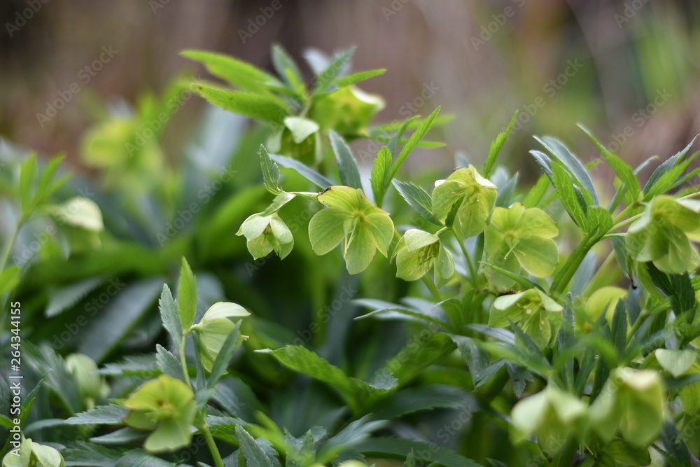 Grüne Nieswurz (Helleborus viridis) Grüne Nieswurz (Helleborus viridis)