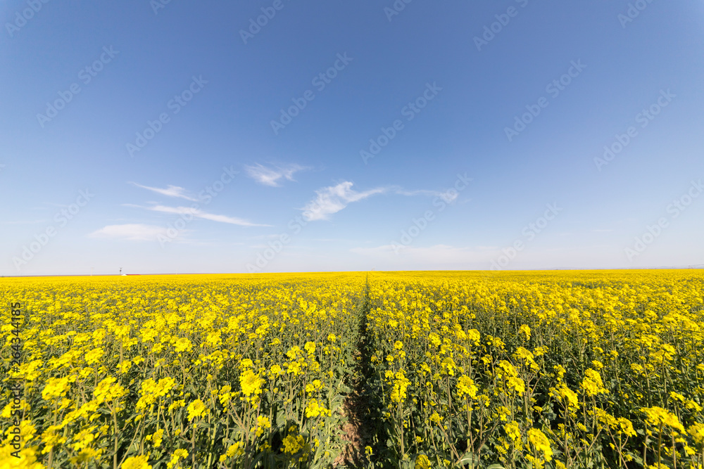 Canola field and water fountains