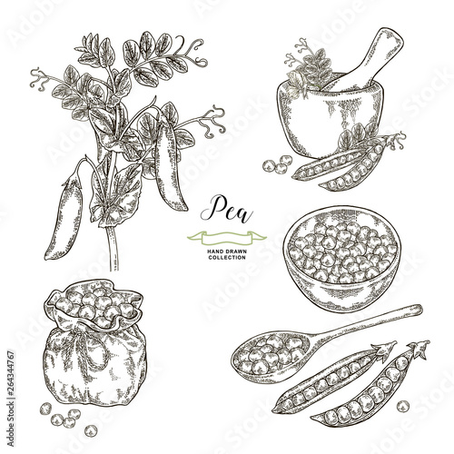 Pea plant with pods and seeds isolated on white background. Hand drawn legumes. Vector illustration engraved.