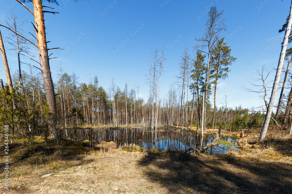 Obraz premium Pine tree forest in spring in Latvia