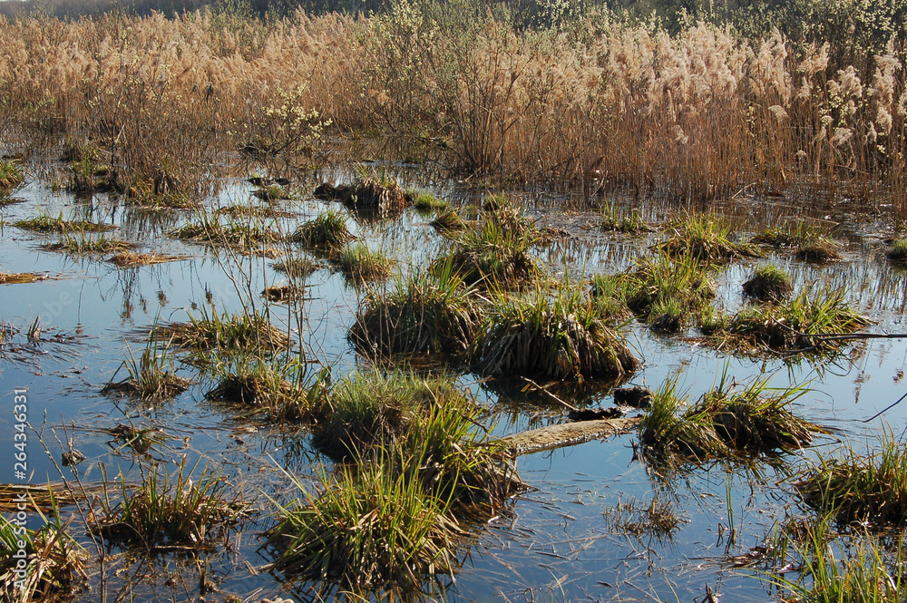 Mire in national park Losiny Ostrov near Moscow, Russia Mire in national park Losiny Ostrov near Moscow, Russia