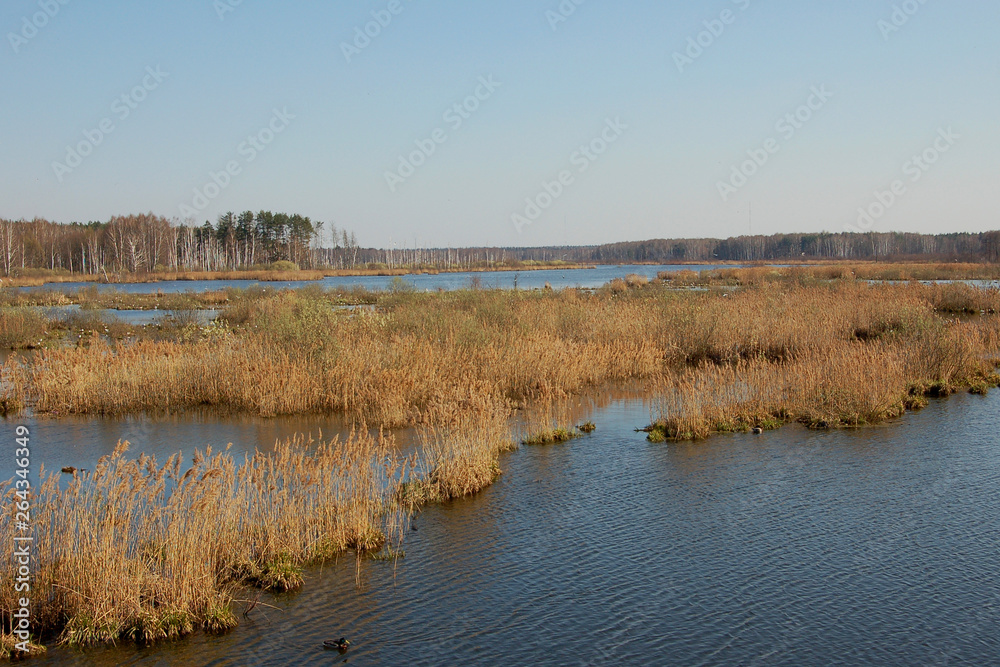 River Yauza and wetland in national park Losiny Ostrov near Moscow, Russia River Yauza and wetland in national park Losiny Ostrov near Moscow, Russia