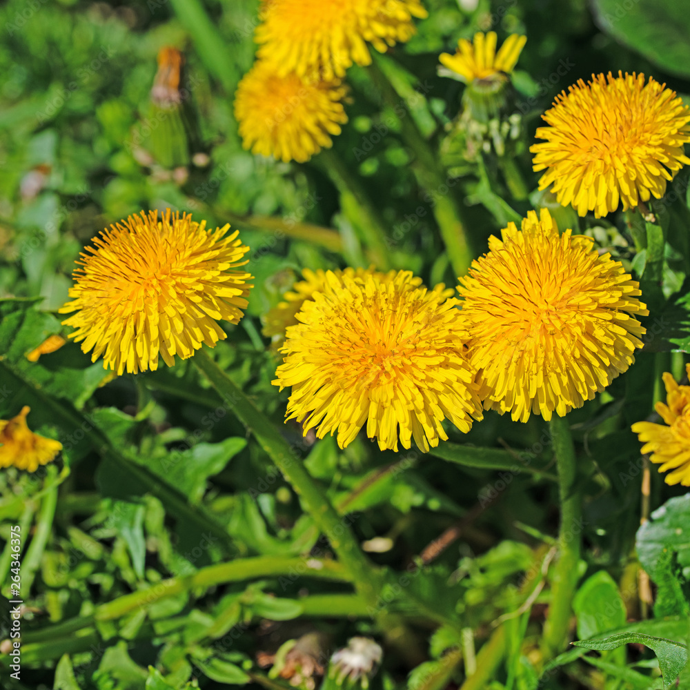 Blühender Löwenzahn, Taraxacum Blühender Löwenzahn, Taraxacum