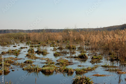 Swamp in national park Losiny Ostrov near Moscow