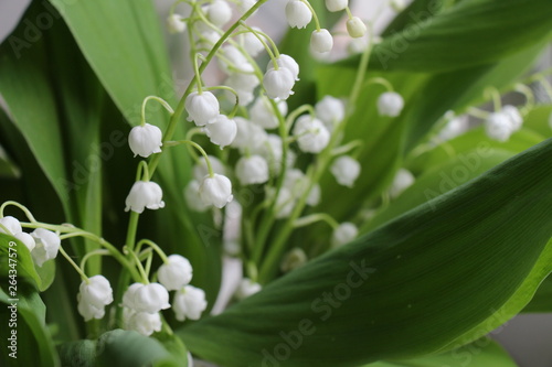Lily of the valley. Convallaria majalis