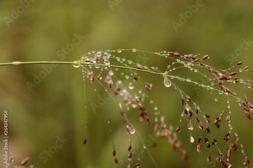 Close up of dew droplets hanging from a stalk with Eregrostis obutusa seeds.