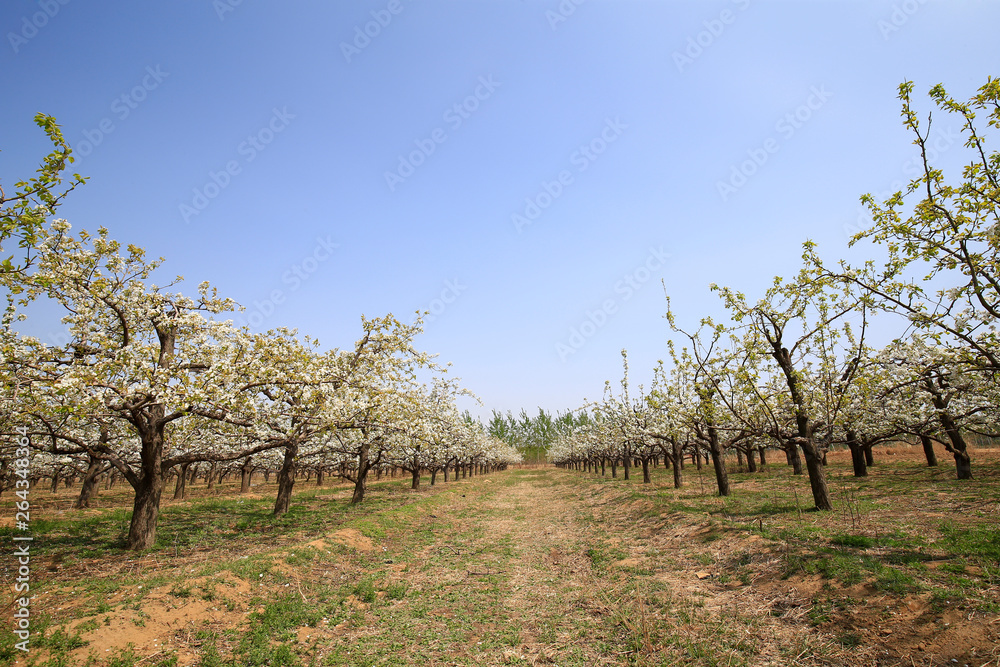 Many pear trees bloom in the orchard