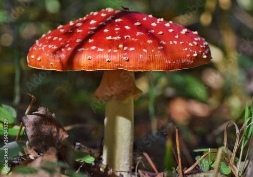 Forest mushroom - red fly agaric - among grass and foliage in patches of light breaking through the leaves of trees